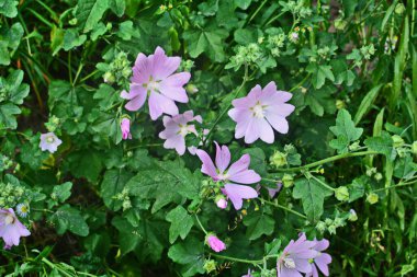 Yaban ördeği - Althaea officinalis, Malva sylvestris, leylak pembesi çiçekli Mallow bitkisi. Bilimsel adı Malva Sylvestris, Avrupa ve Asya 'ya özgüdür..