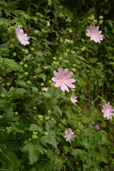 Divoký Slad Althaea Officinalis Malva Sylvestris Mallow Rostlina Šeříkově Růžovými — Stock fotografie