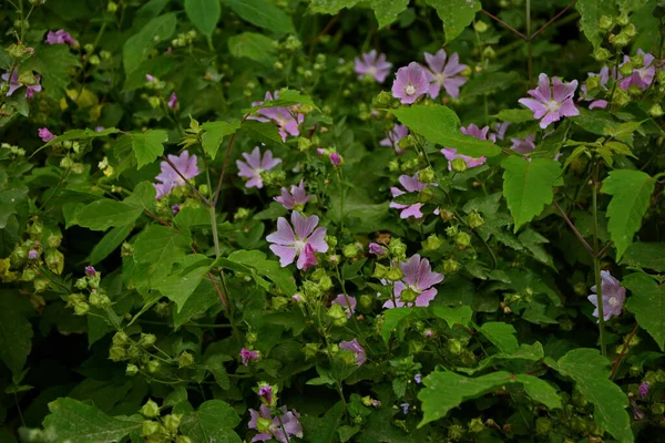 野生软糖 药用植物Althaea Officinalis Malva Sylvestris 有淡紫色粉红花的Mallow植物 它的学名是Malva Sylvestris 原产于欧洲和亚洲 — 图库照片