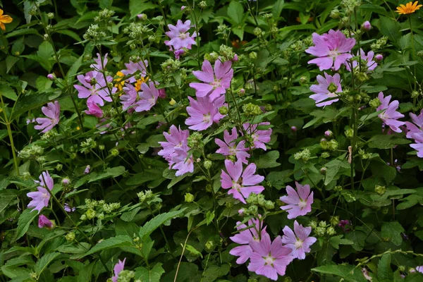 Wild Mallow Althaea Officinalis Malva Sylvestris Mallow Plant Lilac Pink — Stock Photo, Image