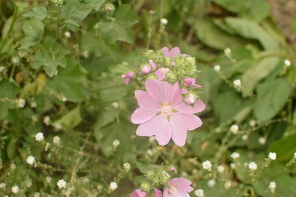 Wild Mallow Althaea Officinalis Malva Sylvestris Mallow Plant Lilac Pink — Stock Photo, Image