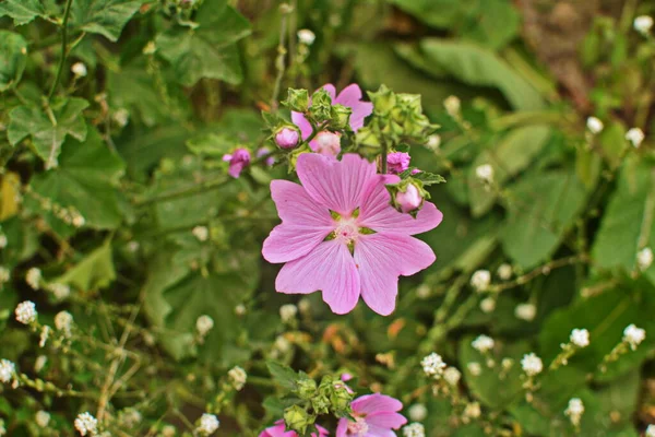 野生软糖 药用植物Althaea Officinalis Malva Sylvestris 有淡紫色粉红花的Mallow植物 它的学名是Malva Sylvestris 原产于欧洲和亚洲 — 图库照片