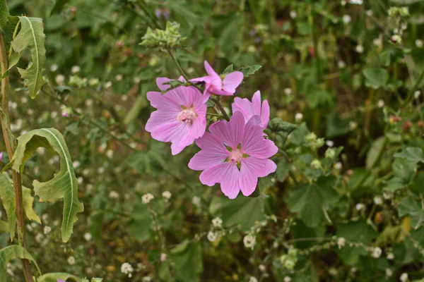 野生のマロー Altheaa Officinalis Malva Sylvestris ライラックピンクの花のムロー植物 学名はMalva Sylvestrisで ヨーロッパやアジア原産です — ストック写真