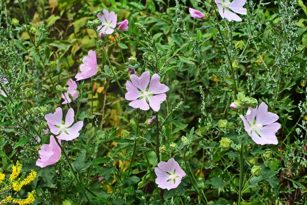 Wilde Kaasjeskruid Althaea Officinalis Malva Sylvestris Mallow Plant Met Lila — Stockfoto