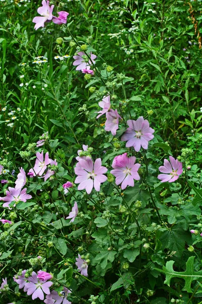 Wild Mallow Althaea Officinalis Malva Sylvestris Mallow Plant Lilac Pink — 스톡 사진