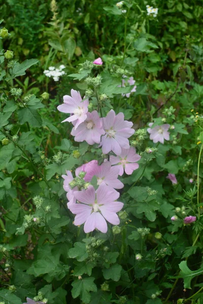 Wild Mallow Althaea Officinalis Malva Sylvestris Mallow Plant Lilac Pink — Stock Photo, Image