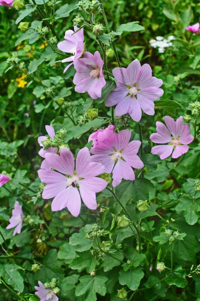 野生软糖 药用植物Althaea Officinalis Malva Sylvestris 有淡紫色粉红花的Mallow植物 它的学名是Malva Sylvestris 原产于欧洲和亚洲 — 图库照片