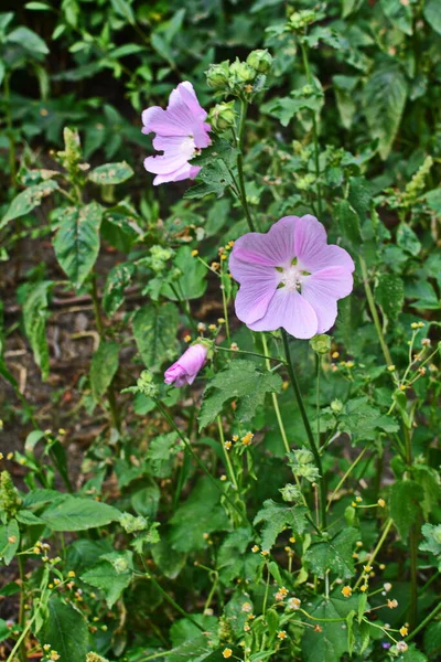 野生软糖 药用植物Althaea Officinalis Malva Sylvestris 有淡紫色粉红花的Mallow植物 它的学名是Malva Sylvestris 原产于欧洲和亚洲 — 图库照片