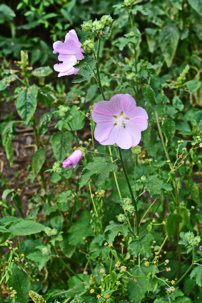 野生のマロー Altheaa Officinalis Malva Sylvestris ライラックピンクの花のムロー植物 学名はMalva Sylvestrisで ヨーロッパやアジア原産です — ストック写真