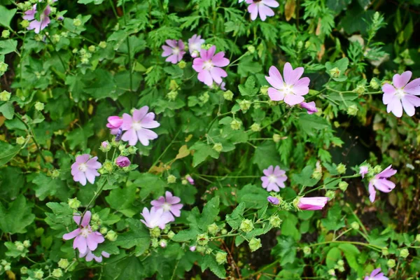 Yaban Ördeği Althaea Officinalis Malva Sylvestris Leylak Pembesi Çiçekli Mallow — Stok fotoğraf