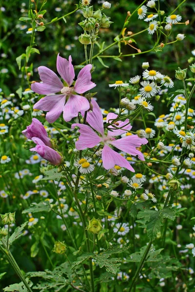 Vad Mályva Althaea Officinalis Malva Sylvestris Mallow Növény Lila Rózsaszín — Stock Fotó