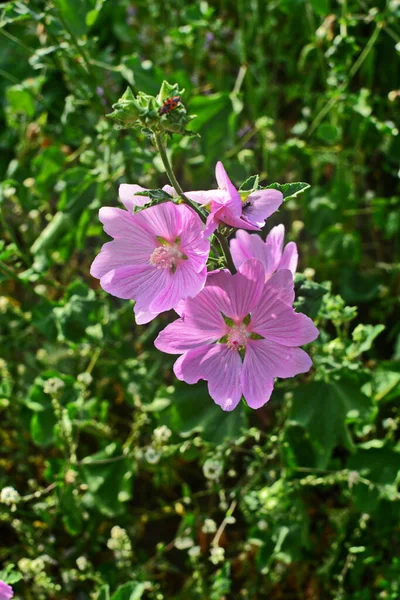 Άγρια Μολόχα Althaea Officinalis Malva Sylvestris Μολόχα Φυτό Λιλά Ροζ — Φωτογραφία Αρχείου