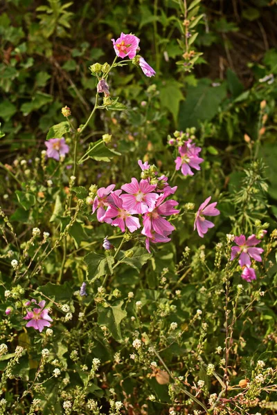 野生软糖 药用植物Althaea Officinalis Malva Sylvestris 有淡紫色粉红花的Mallow植物 它的学名是Malva Sylvestris 原产于欧洲和亚洲 — 图库照片