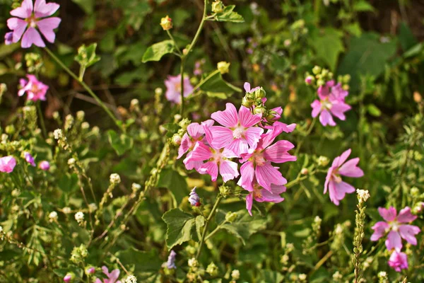 野生のマロー Altheaa Officinalis Malva Sylvestris ライラックピンクの花のムロー植物 学名はMalva Sylvestrisで ヨーロッパやアジア原産です — ストック写真