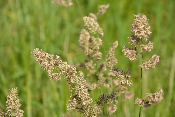 Plant Dactylis against green grass.In the meadow blooms valuable fodder grass Dactylis glomerata.Dactylis glomerata, also known as cock\'s foot, orchard grass, or cat grass.