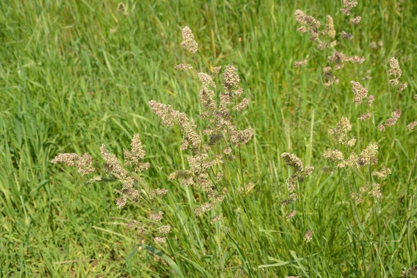 在草地上盛开着珍贵的饲料草 达克西斯小群 达克西斯小群 也叫公鸡的脚 果园草或猫的草 — 图库照片