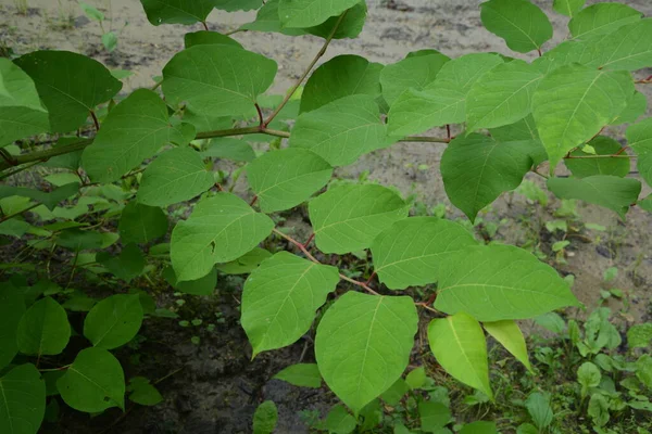 일본의 Knotweed Reynoutria Japonica Young Japanese Knotweed Spring 식물은 억제하고 — 스톡 사진