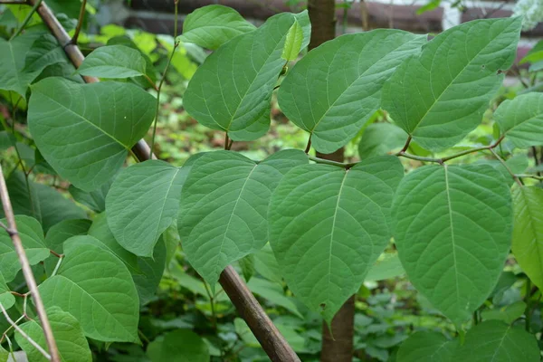 일본의 Knotweed Reynoutria Japonica Young Japanese Knotweed Spring 식물은 억제하고 — 스톡 사진