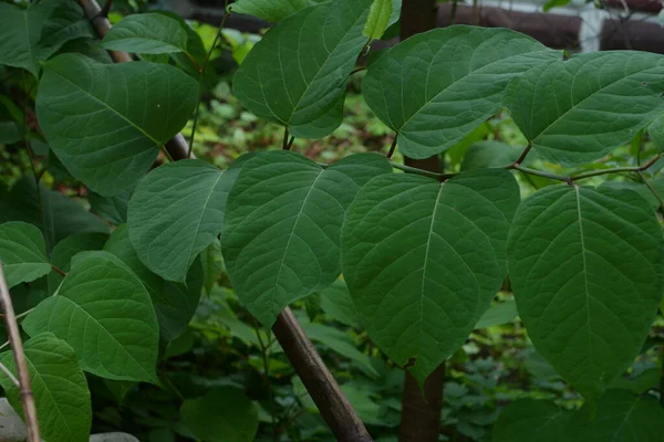 Японский Узкоглазый Reynoutria Japonica Young Красноватые Побеги Съедобных Инвазивных Японских — стоковое фото