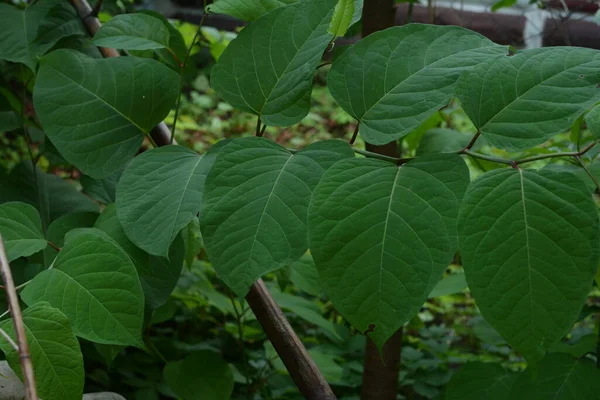 Японский Узкоглазый Reynoutria Japonica Young Красноватые Побеги Съедобных Инвазивных Японских — стоковое фото