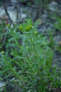 Matricaria discoidea, yaygın olarak pineappleweed, yabani papatya çayı ve disk mayweed olarak bilinir, her yıl kullanılan bir bitki familyasıdır.