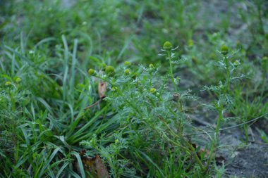Matricaria discoidea, yaygın olarak pineappleweed, yabani papatya çayı ve disk mayweed olarak bilinir, her yıl kullanılan bir bitki familyasıdır.