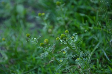 Matricaria discoidea, yaygın olarak pineappleweed, yabani papatya çayı ve disk mayweed olarak bilinir, her yıl kullanılan bir bitki familyasıdır.