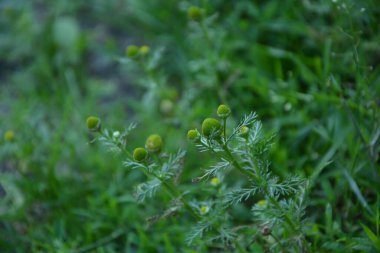 Matricaria discoidea, yaygın olarak pineappleweed, yabani papatya çayı ve disk mayweed olarak bilinir, her yıl kullanılan bir bitki familyasıdır.