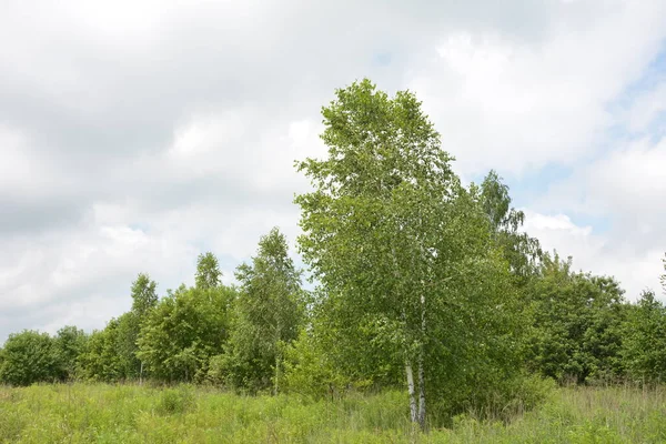 Beautiful Birch Trees White Birch Bark Birch Grove Green Birch — Stock Photo, Image