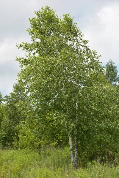 Beautiful birch trees with white birch bark in birch grove with green birch leaves in summer