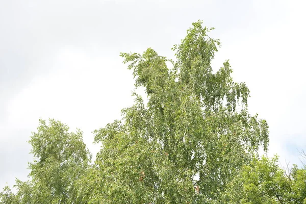 Schöne Birken Mit Weißer Birkenrinde Birkenhain Mit Grünen Birkenblättern Sommer — Stockfoto