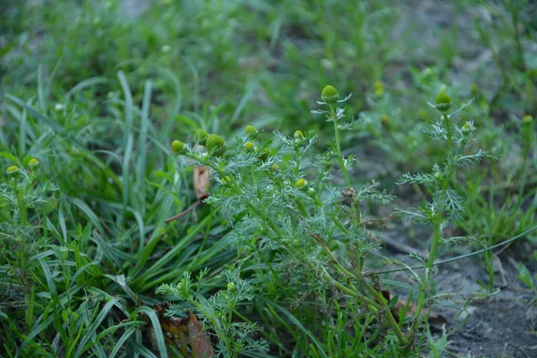 Matricaria Discoidea Közismert Nevén Ananász Vad Kamilla Lemez Mayweed Egy — Stock Fotó