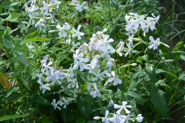 Silene latifolia, 