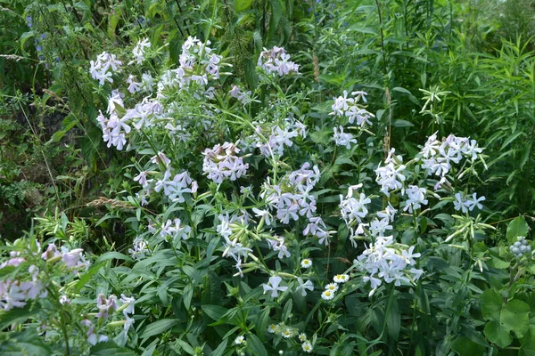 在欧洲广为流传的 Silene Latifolia 以其芬芳吸引了蝴蝶 它含有皂甙 可用于洗涤和药物治疗 — 图库照片