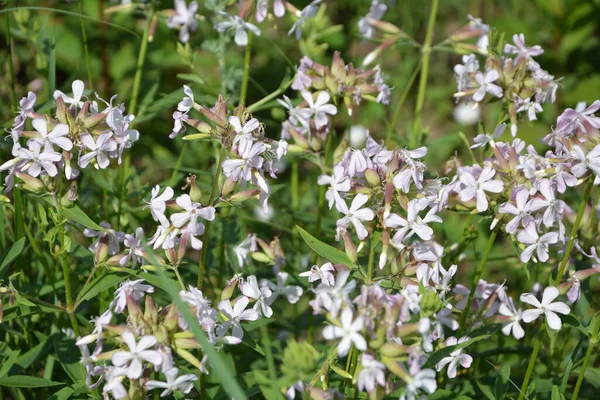 Silene Latifolia Bílé Mýdlo Široce Rozšířené Celé Evropě Láká Motýly — Stock fotografie