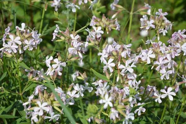 Silene Latifolia Białe Mydło Szeroko Rozpowszechnione Całej Europie Przyciąga Motyle — Zdjęcie stockowe