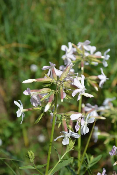 Silene Latifolia Bílé Mýdlo Široce Rozšířené Celé Evropě Láká Motýly — Stock fotografie