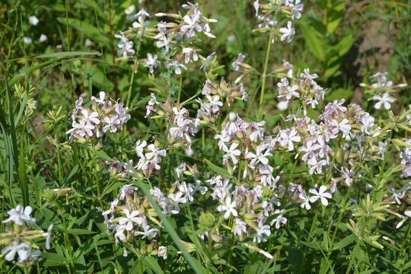 在欧洲广为流传的 Silene Latifolia 以其芬芳吸引了蝴蝶 它含有皂甙 可用于洗涤和药物治疗 — 图库照片