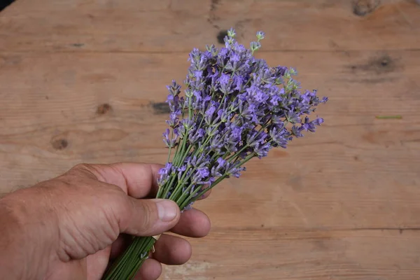 Lavender flowers in closeup. Bunch of lavender flowers isolated over a wood background.bouquet of lavender in hand.