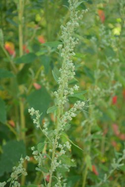 Chenopodium albümüne 