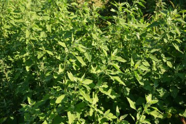 Chenopodium albümüne 