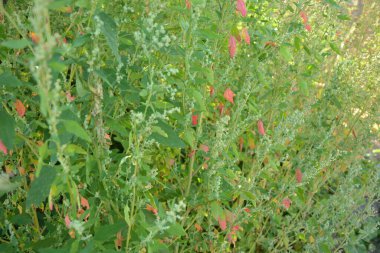 Chenopodium albümüne 