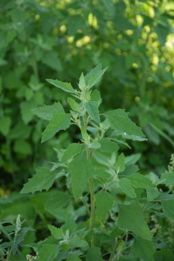 Chenopodium albümüne 