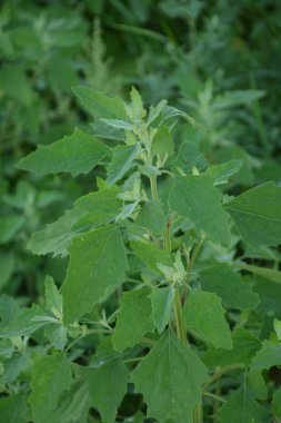 Chenopodium albümüne 