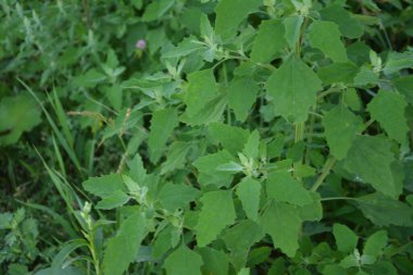 Chenopodium albümüne 