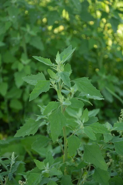 Album Chenopodium Také Nazývá Jehněčí Čtvrť Melde Goosefoot Nebo Flowering — Stock fotografie