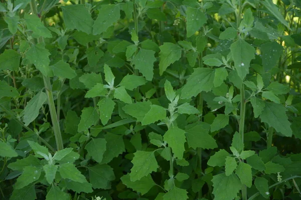 Chenopodium Album Melde Goosefoot Fat Hen Flowing Lambs Quarters Melde — 스톡 사진