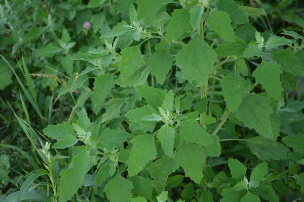 Chenopodium Album Melde Goosefoot Fat Hen Flowing Lambs Quarters Melde — 스톡 사진