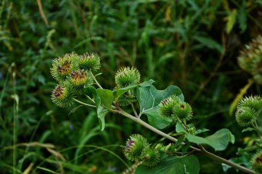 Bir dulavratotu dikenleri. Eczaneler için fotoğraf. Tıbbî ot. Doğa yakınımızda. Halk ilaçlarında kullanılan bitki. Uyuşturucu fabrikası kürek genişliğinde (Arctium lappa)