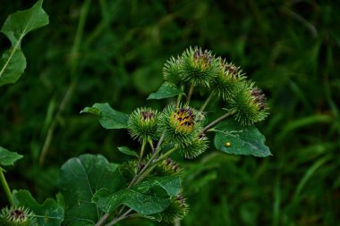 Bir dulavratotu dikenleri. Eczaneler için fotoğraf. Tıbbî ot. Doğa yakınımızda. Halk ilaçlarında kullanılan bitki. Uyuşturucu fabrikası kürek genişliğinde (Arctium lappa)